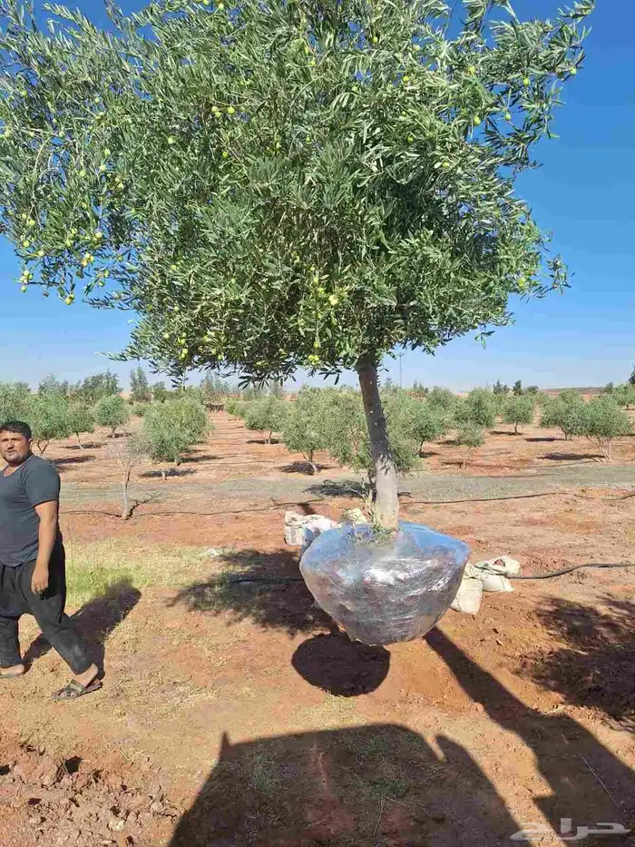 يوجد لدينا شجر الزيتون المعمر والمثمره مع التوصيل والزراعه 4
