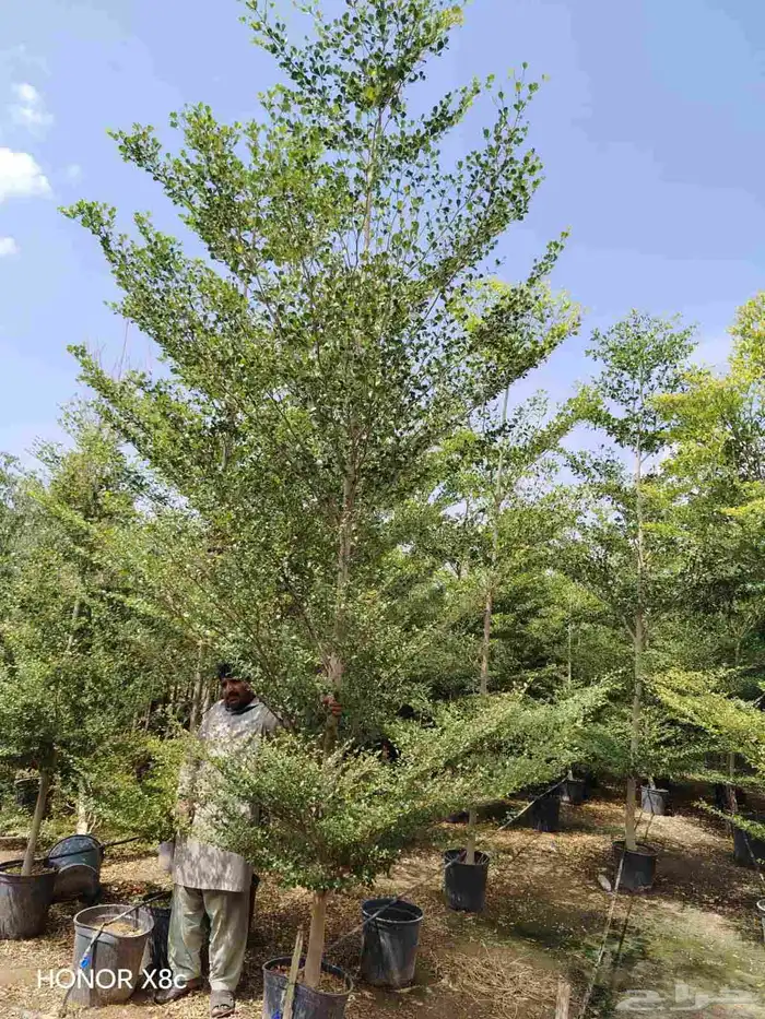 ترمناليا جميع المقاسات وشجر زيتون 3