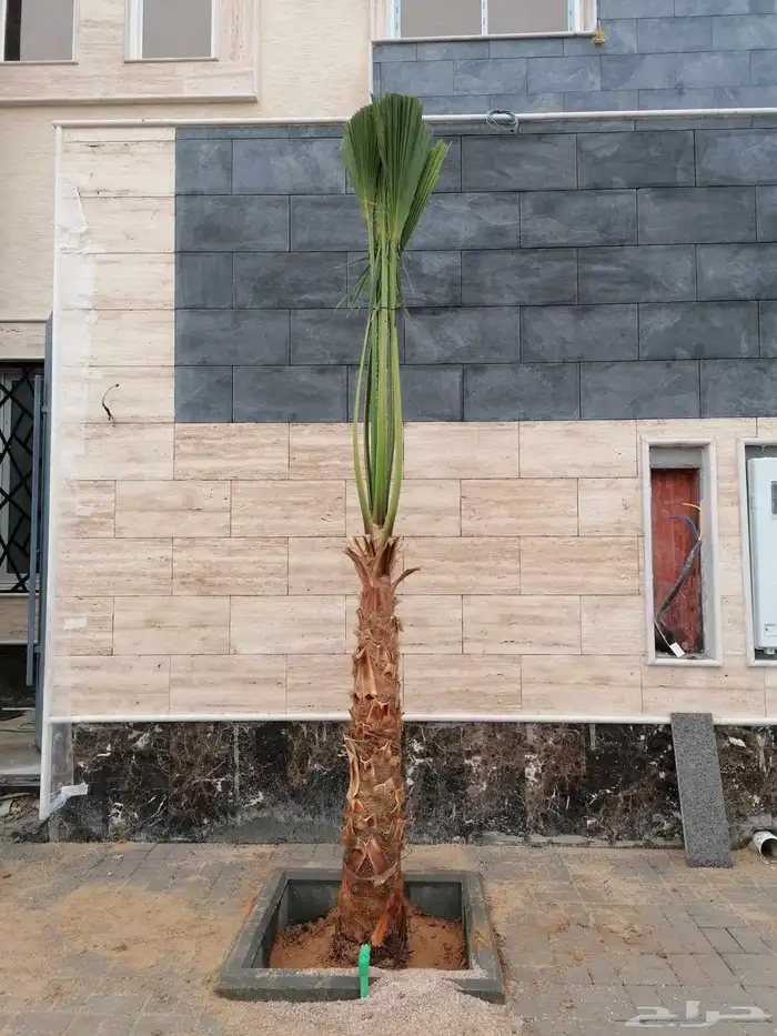 نخيل واشنطن زينه 5