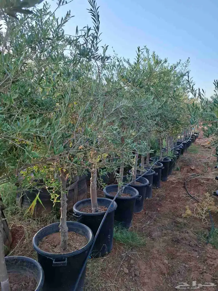 ترمناليا جميع المقاسات وشجر زيتون 8