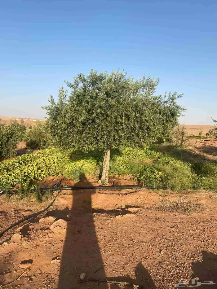 يوجد لدينا شجر الزيتون المعمر والمثمره مع التوصيل والزراعه 6