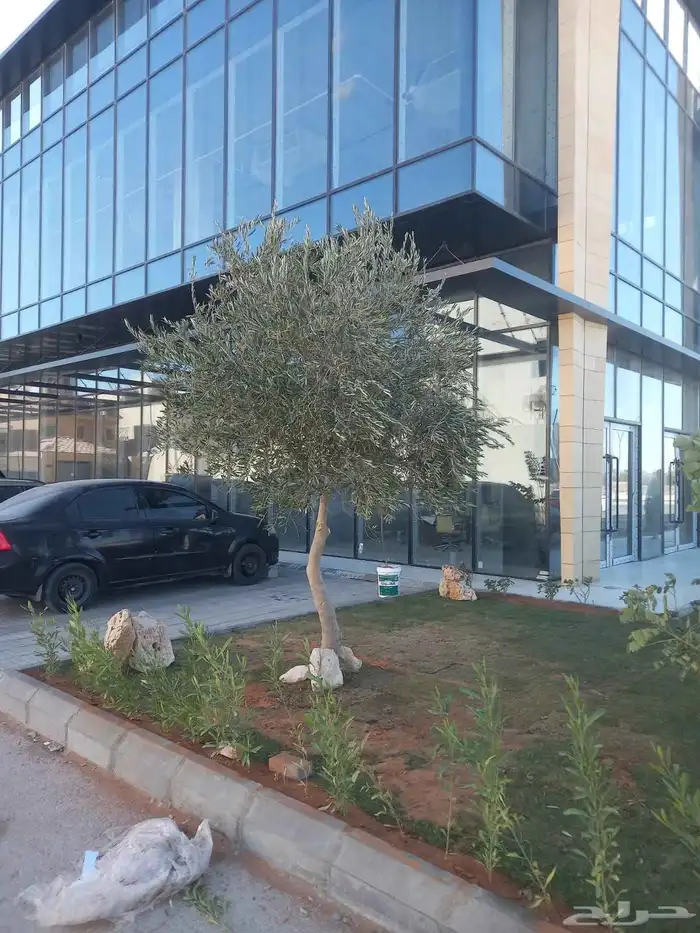 زراعة الثيل وتنسيق الحدائق والملاعب 8