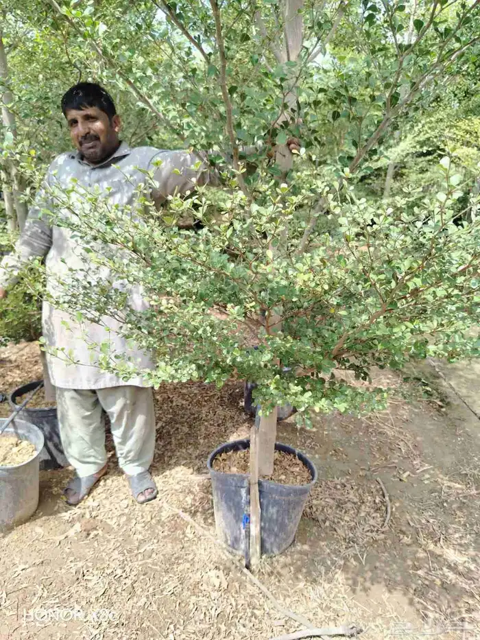 ترمناليا جميع المقاسات وشجر زيتون 5