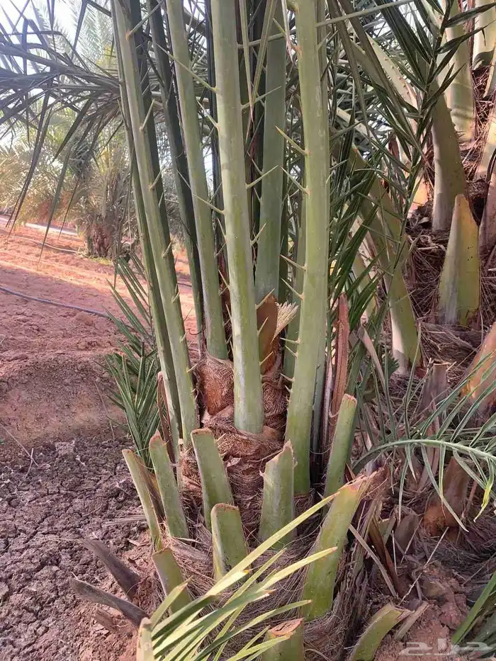 نخيل جثايث وفسايل ممتاز درجه اولى 6