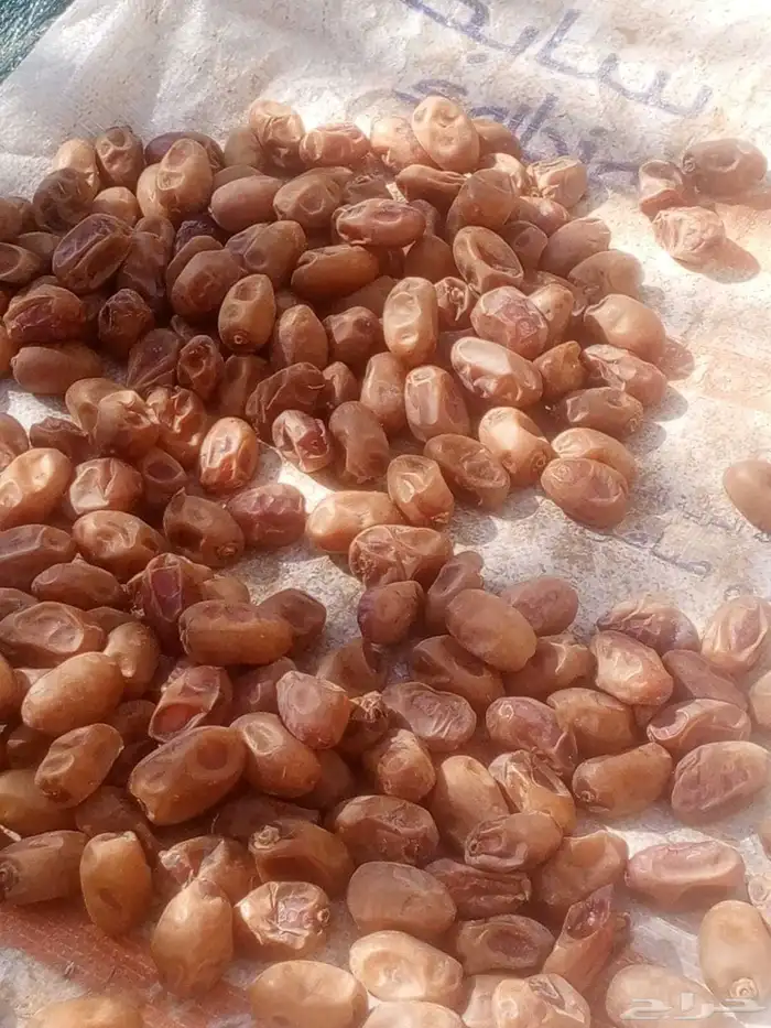 اخلاص اشقر حبه طيبه الموقع حمادة الغاط الكميه تقريبا 20 طن 0