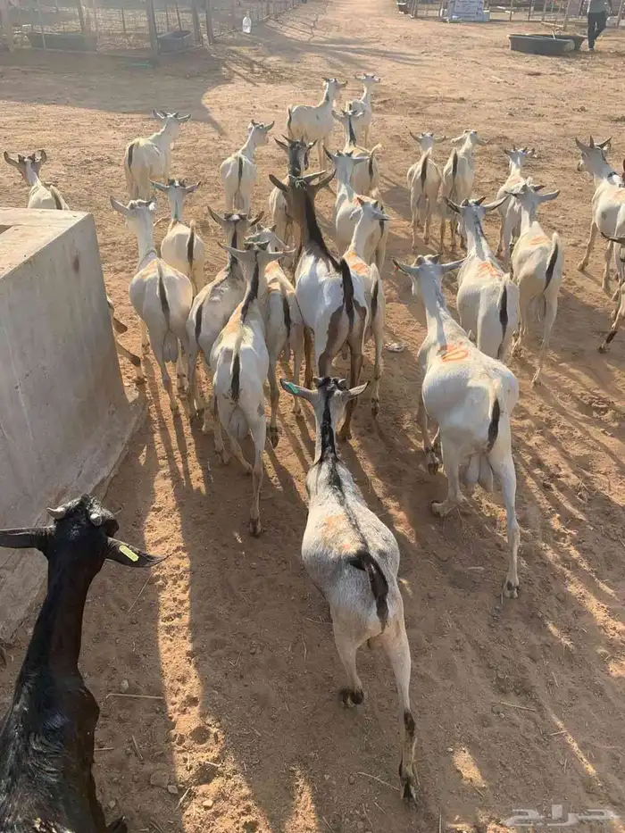 متوفر حلال ممتاز وجاهز للتربية او الذبح باسعار ممتااازة 4
