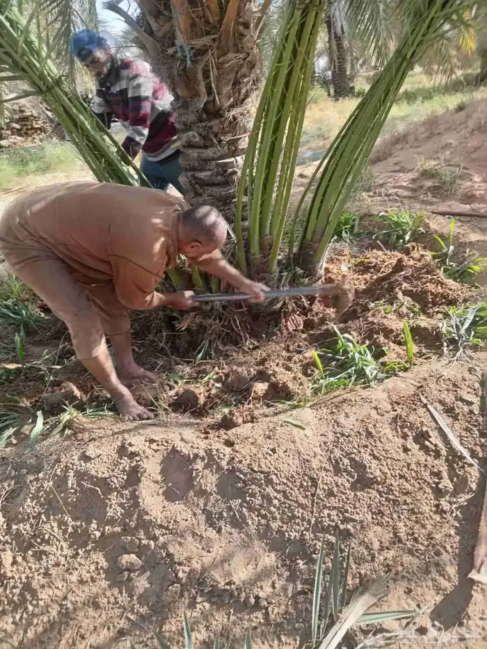 توريد نخيل بجميع انواعه 1