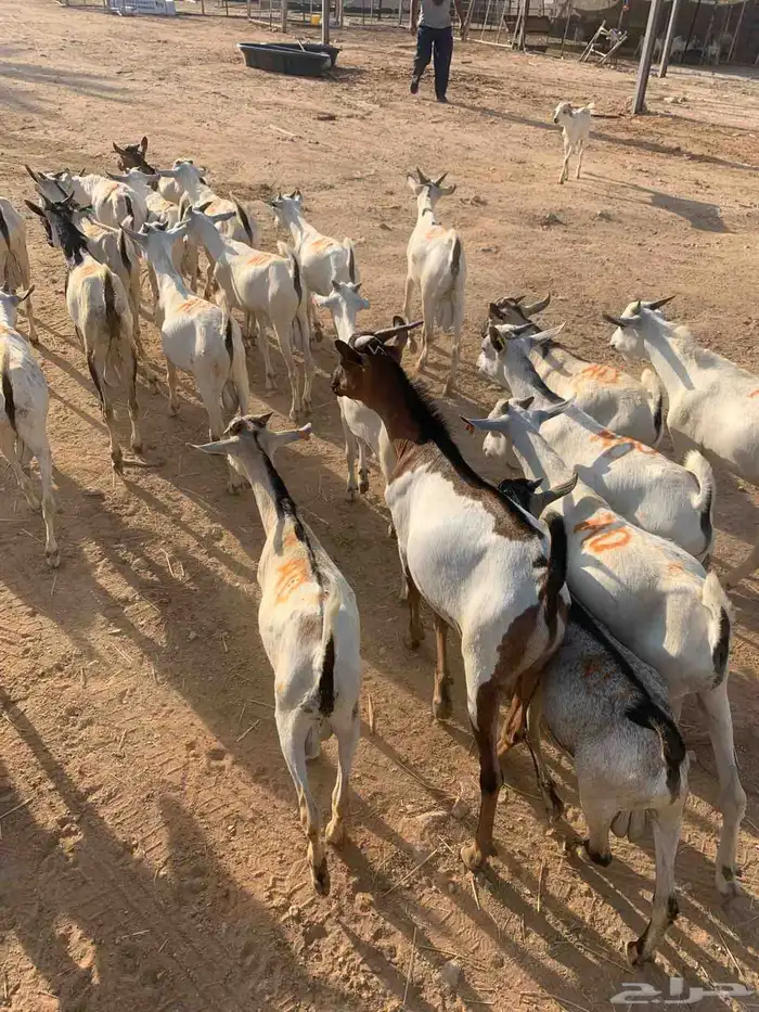 متوفر حلال ممتاز وجاهز للتربية او الذبح باسعار ممتااازة 6