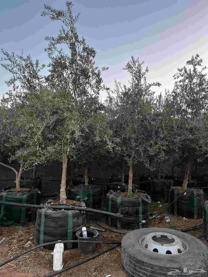 يوجد لدينا شجر الزيتون المعمر والمثمره مع التوصيل والزراعه 2