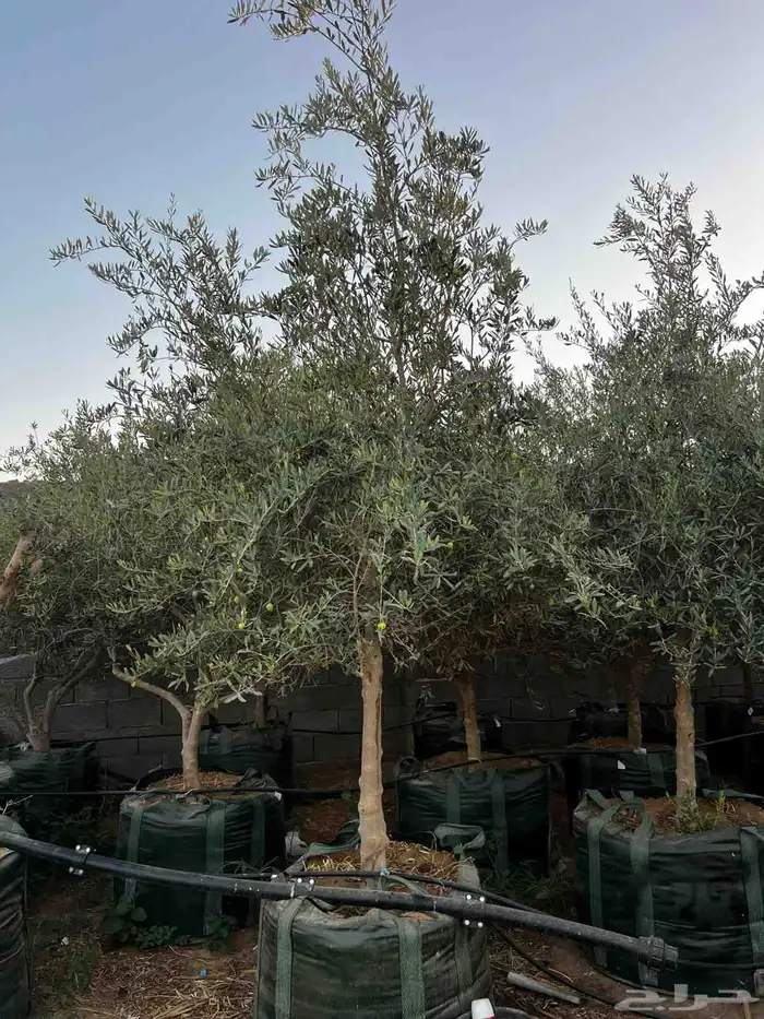 يوجد لدينا شجر الزيتون المعمر والمثمره مع التوصيل والزراعه 9