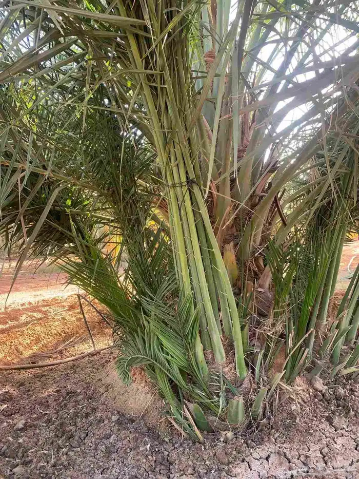 نخيل جثايث وفسايل ممتاز درجه اولى 7
