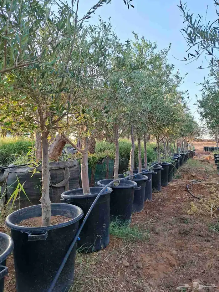 ترمناليا جميع المقاسات وشجر زيتون 9