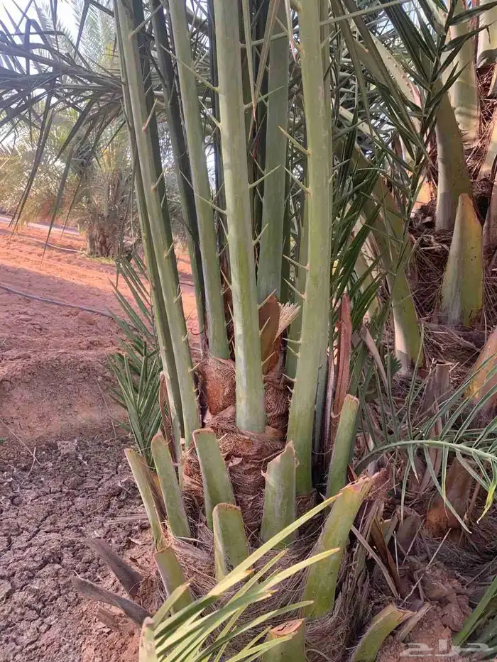 نخيل جثايث وفسايل ممتاز درجه اولى 4
