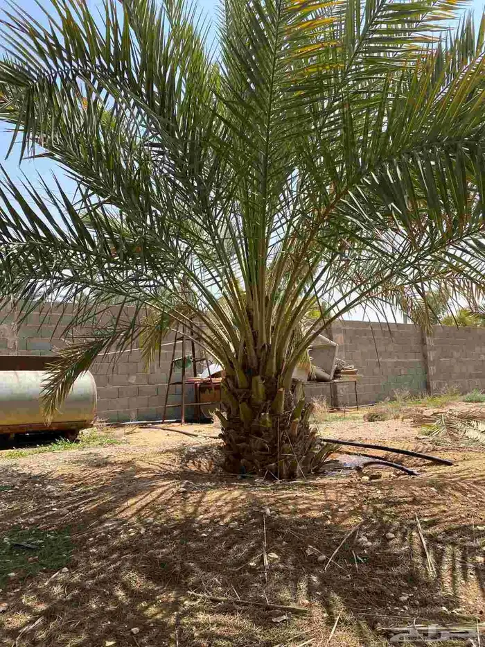 نقايل خضري مثمر للبيع طول متر الى مترين ونص 5