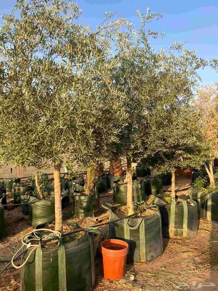 يوجد لدينا شجر الزيتون المعمر والمثمره مع التوصيل والزراعه 1
