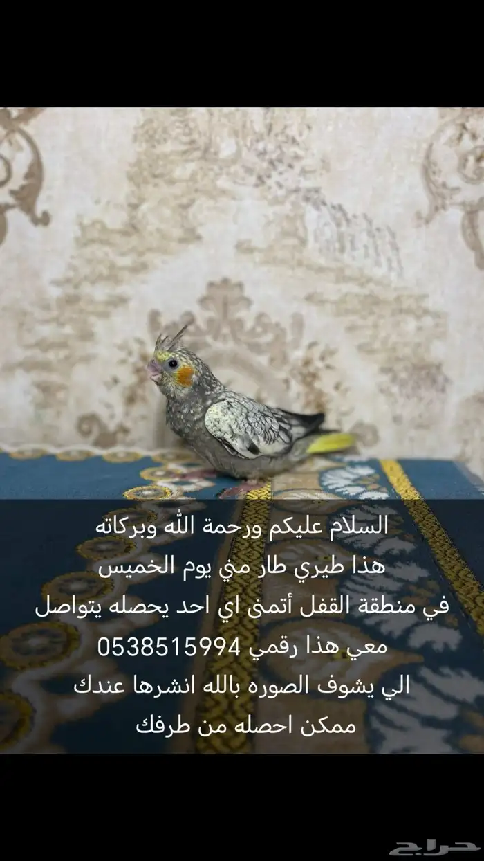 طير كروان مفقود في القفل 0
