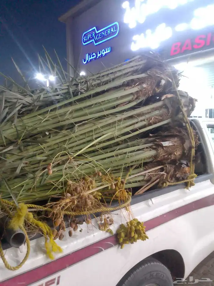 السلام عليكم ورحمة الله وبركاته يتوفر لدينا نخيل عربي للبيع 2