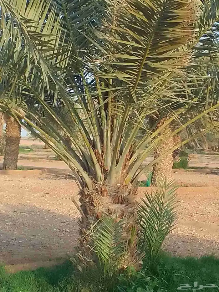 نقايل خضري مثمر للبيع طول متر الى مترين ونص 2