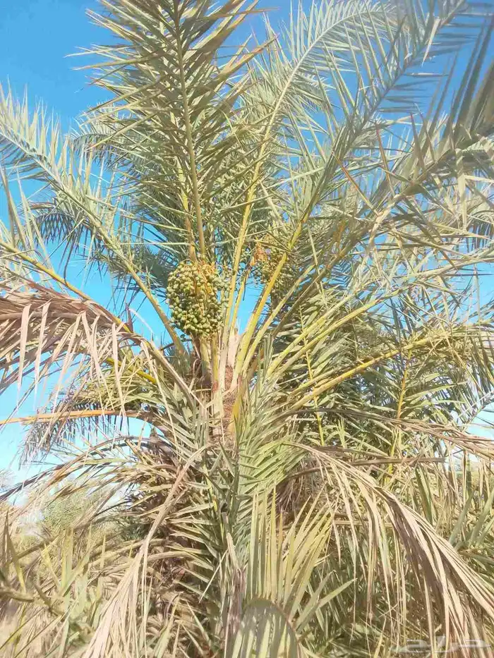 فروخ طيبه وجثايث 1