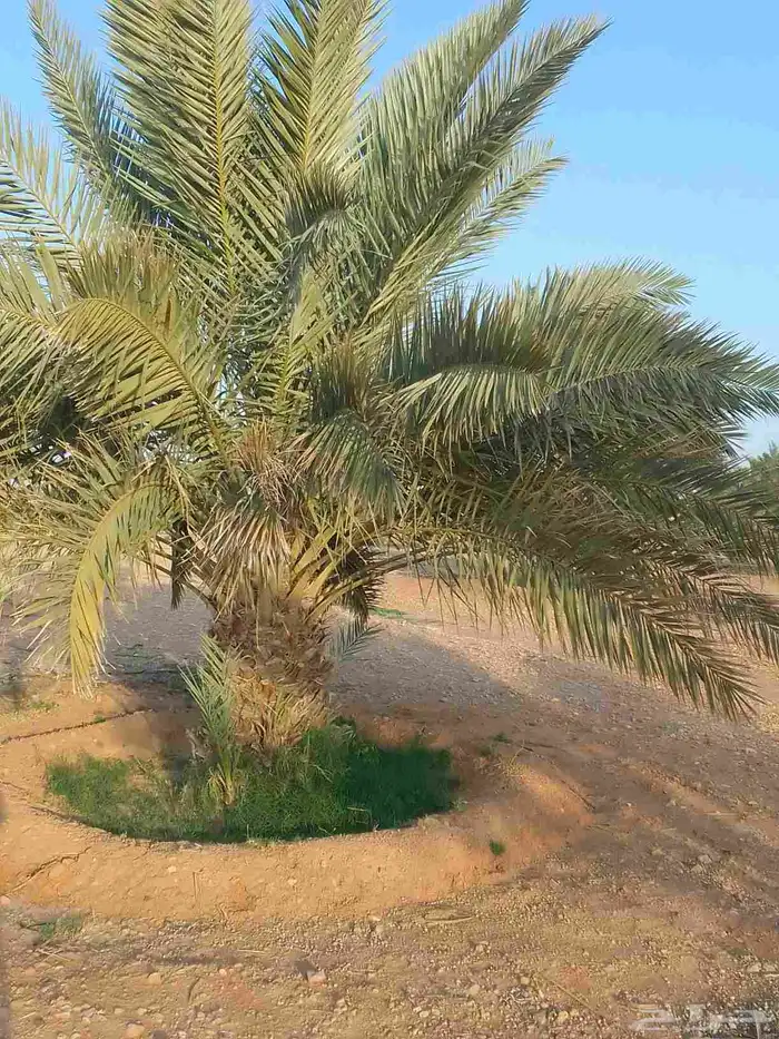 نقايل خضري مثمر للبيع طول متر الى مترين ونص 0