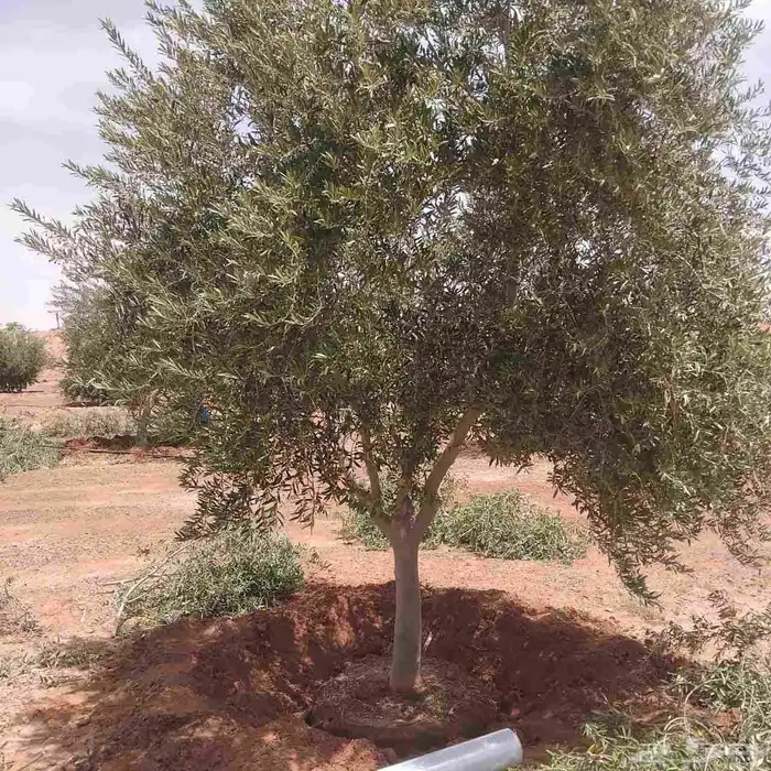 يوجد لدينا شجر الزيتون المعمر والمثمره مع التوصيل والزراعه 7