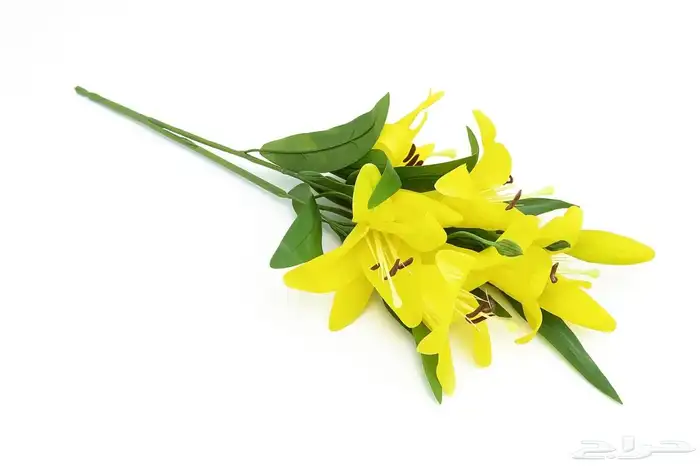 زهور وجداريات ولوحات فنيه وفازات 50