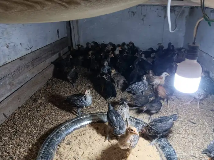 صوص بلدي وفيومي عمر اكبر من شهر ونص العدد 200 السعر 5 0