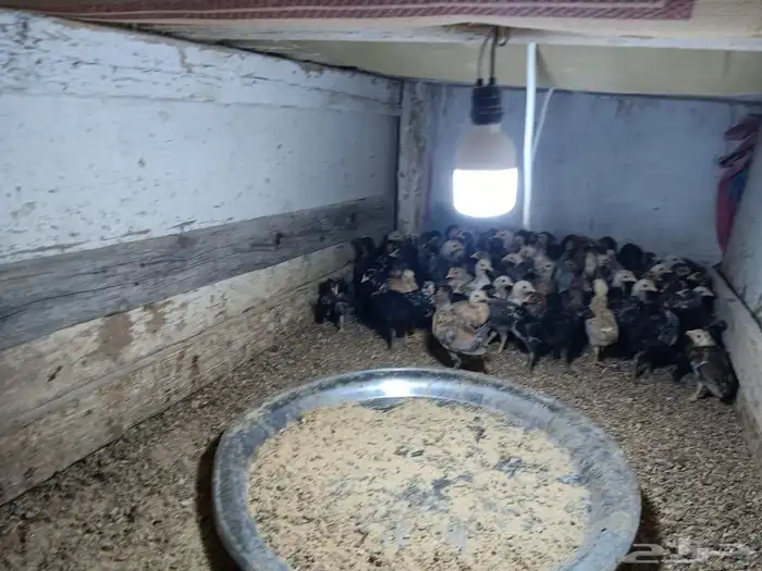 صوص بلدي وفيومي عمر اكبر من شهر ونص العدد 200 السعر 5 2