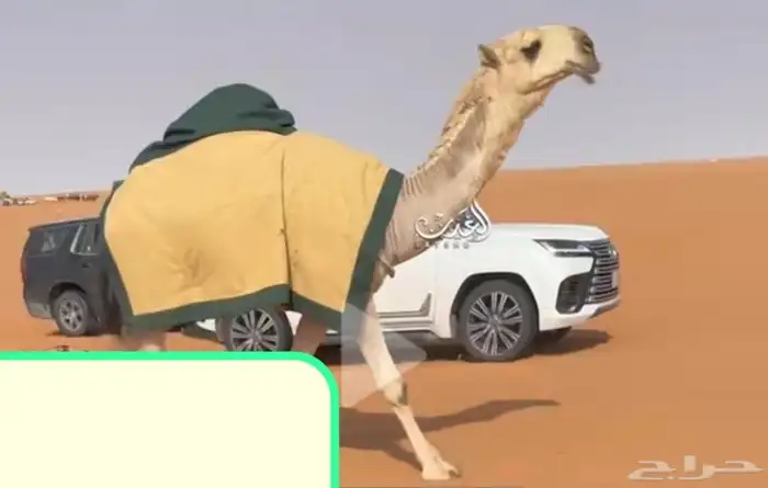 خيام مشبات بيوت شعر ملكي اجله 3