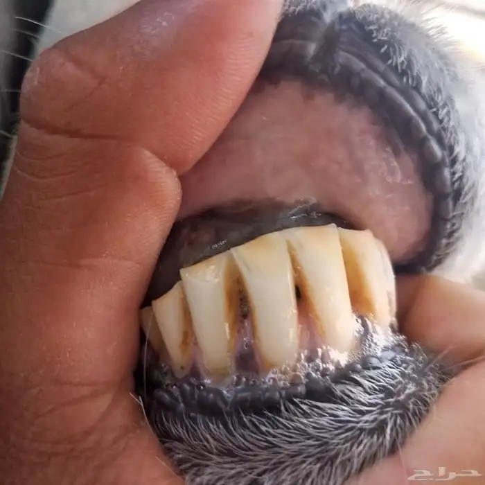 الفحل العيسى للبيع 9