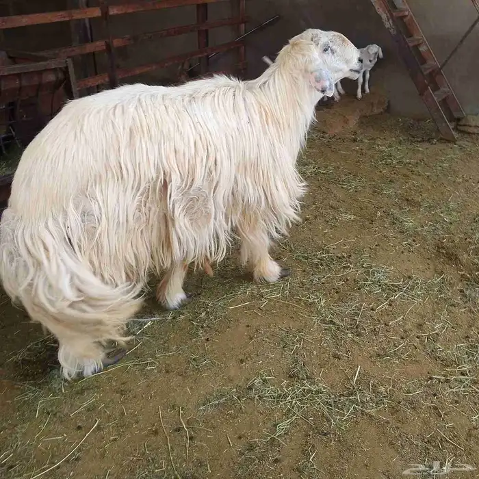 الفحل العيسى للبيع 5