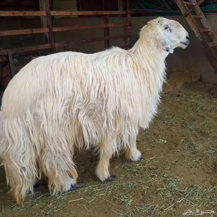 الفحل العيسى للبيع 3