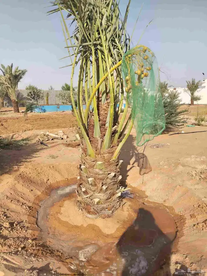 نقايل جثايث نخل للبيع جميع الأنواع 0