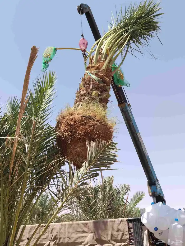 نقايل جثايث نخل للبيع جميع الأنواع 2