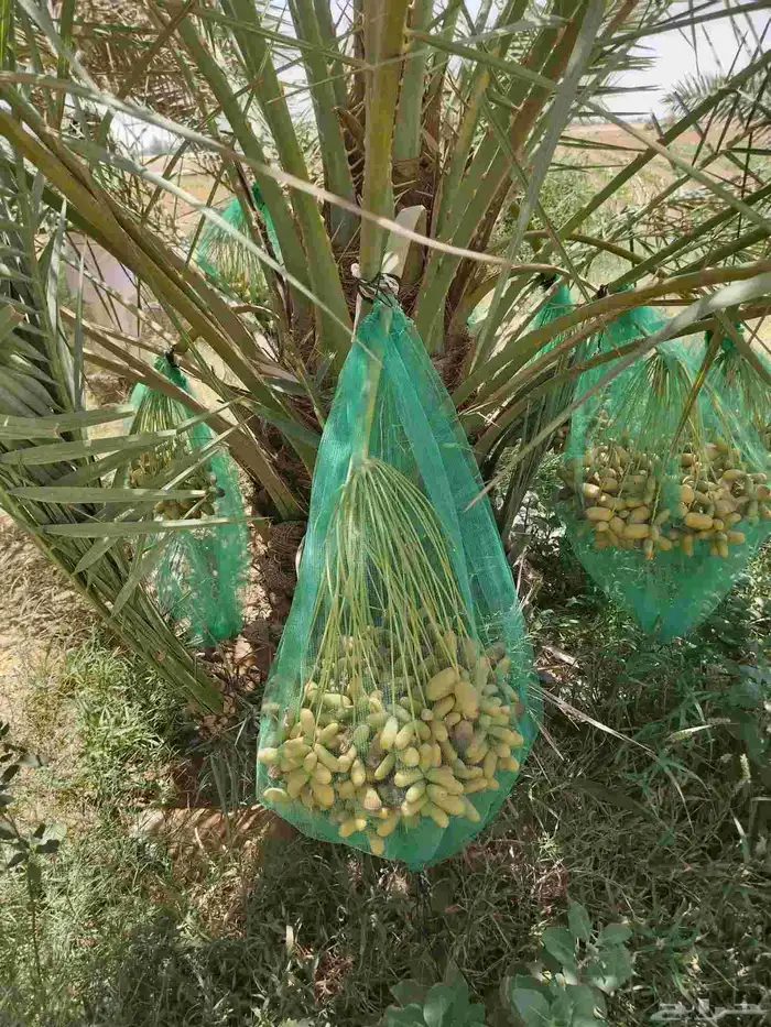 نقايل جثايث نخل للبيع جميع الأنواع 9