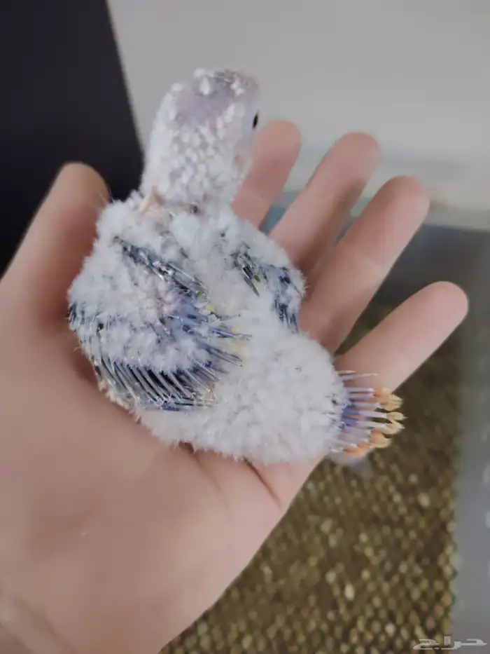 فروخ كنيور صبغه وحجم ماشاءالله تبارك ((تم البيع)) 0