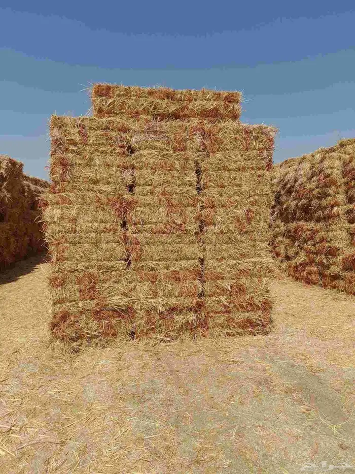 ذرة جيزانيه حمراء 0