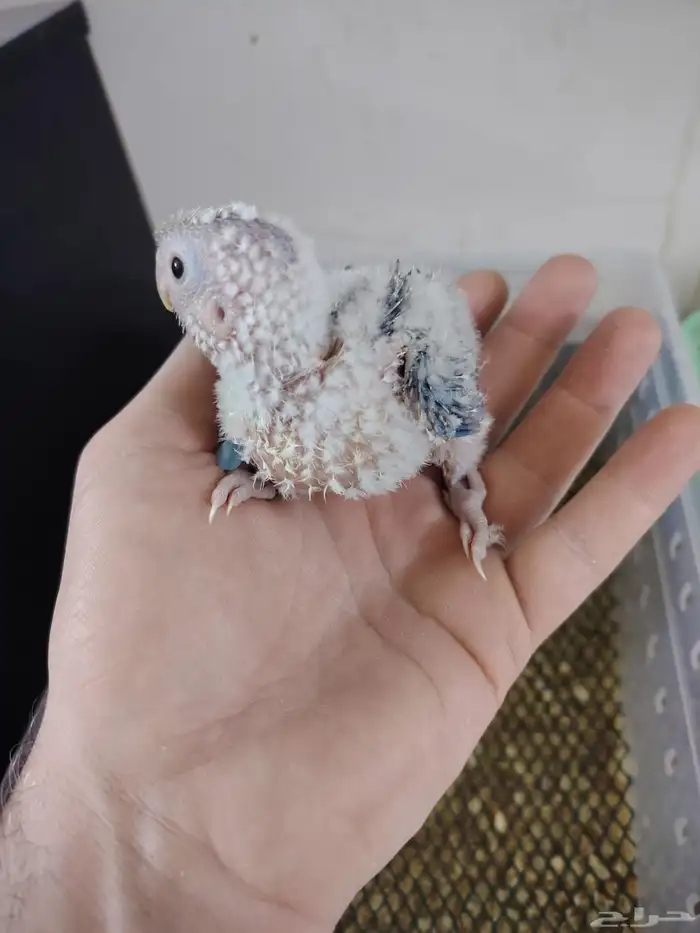 فروخ كنيور صبغه وحجم ماشاءالله تبارك ((تم البيع)) 2