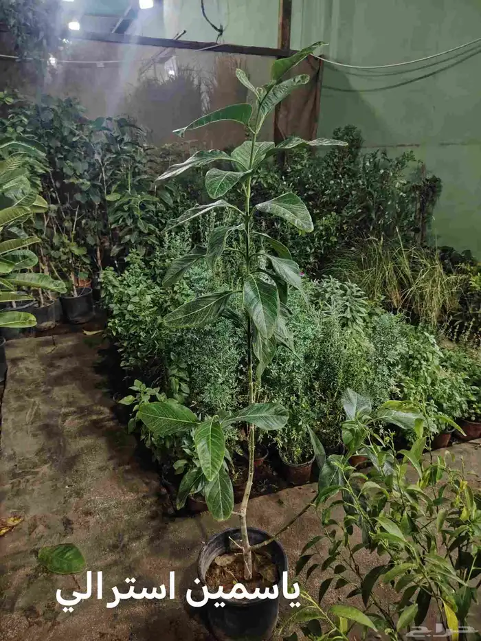 ثيل طبيعيC2000 وانطورو ويباني وزرع طبيعي ونخل واشنطون 8