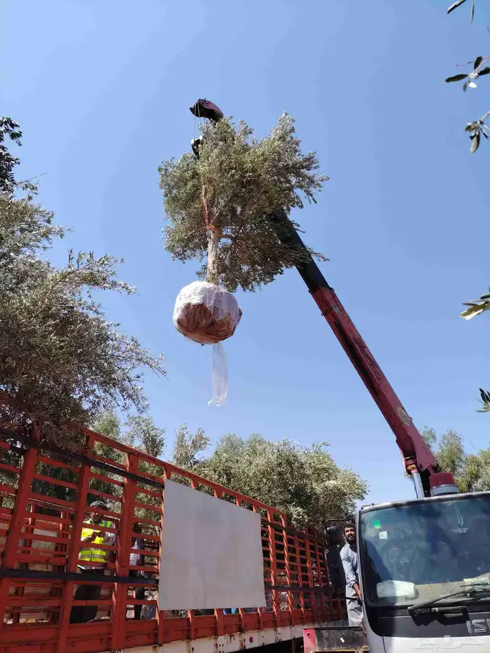 زيون نيبالي 7