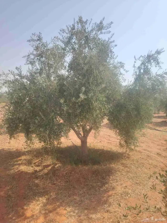 يوجد لدينا زيتون للبيع لتواصل 8