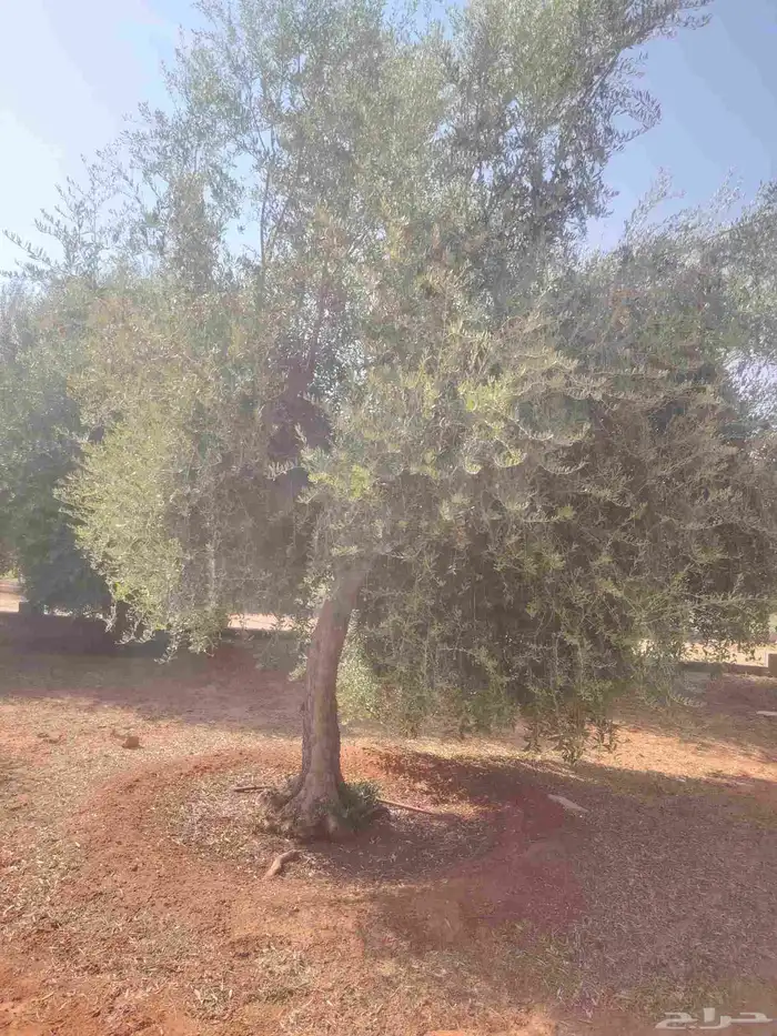 يوجد لدينا زيتون للبيع لتواصل 3