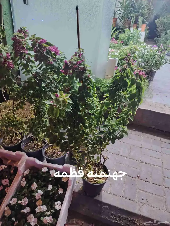ثيل طبيعيC2000 وانطورو ويباني وزرع طبيعي ونخل واشنطون 9