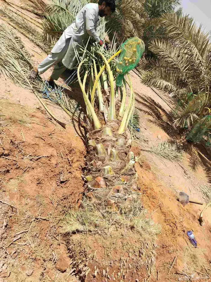 نقايل جثايث نخل للبيع جميع الأنواع 3