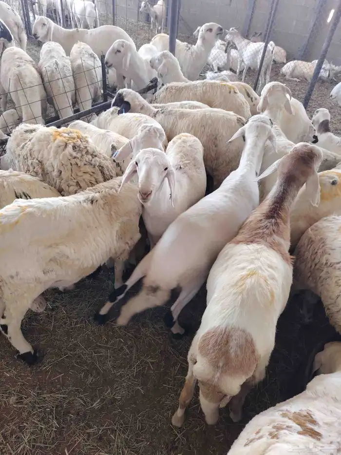 لدينا السواكني المرابي الجدعان 3