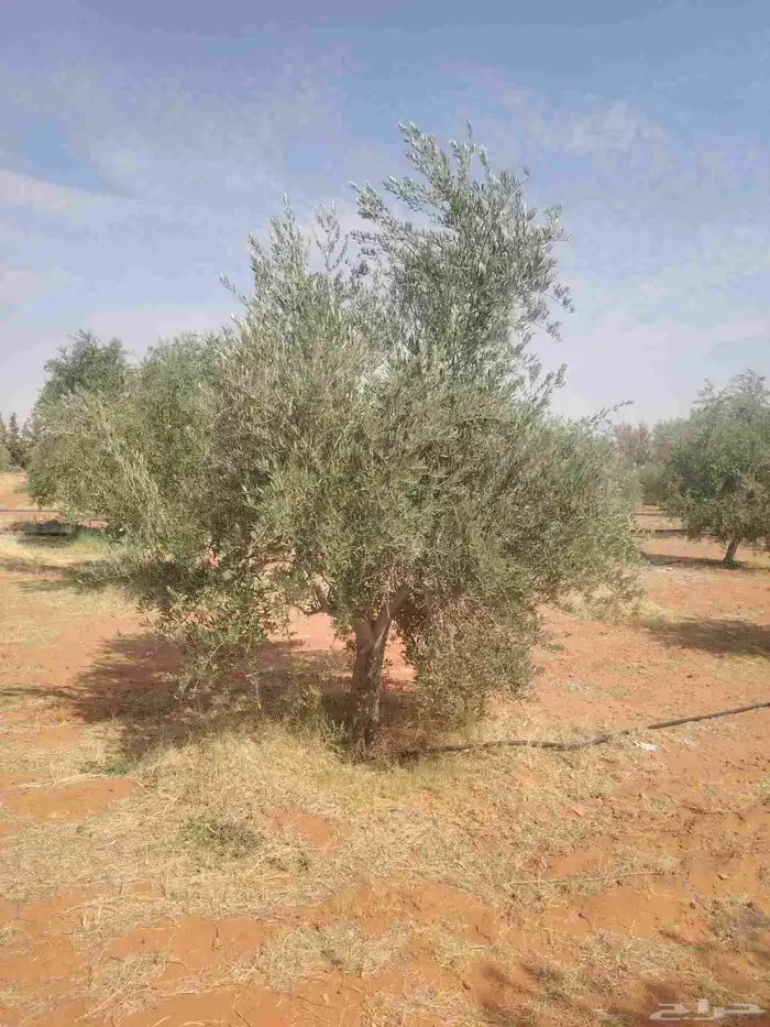 يوجد لدينا زيتون للبيع لتواصل 7