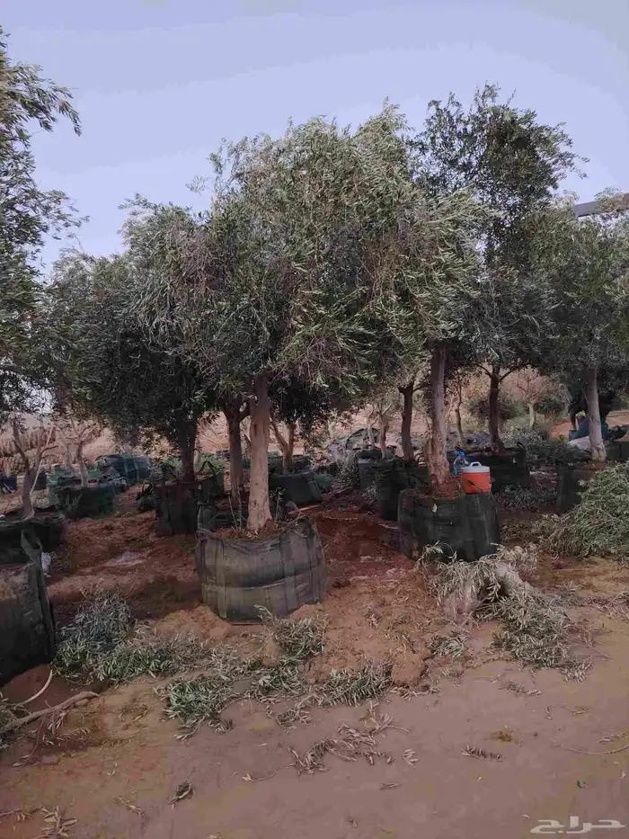 زيون نيبالي 1