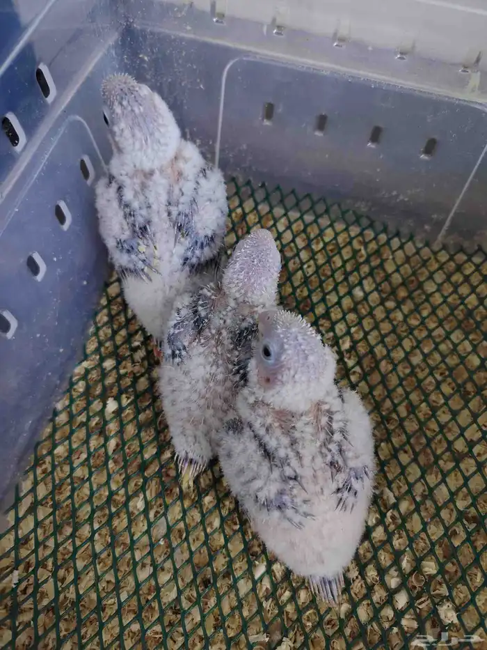 فروخ كنيور صبغه وحجم ماشاءالله تبارك ((تم البيع)) 1