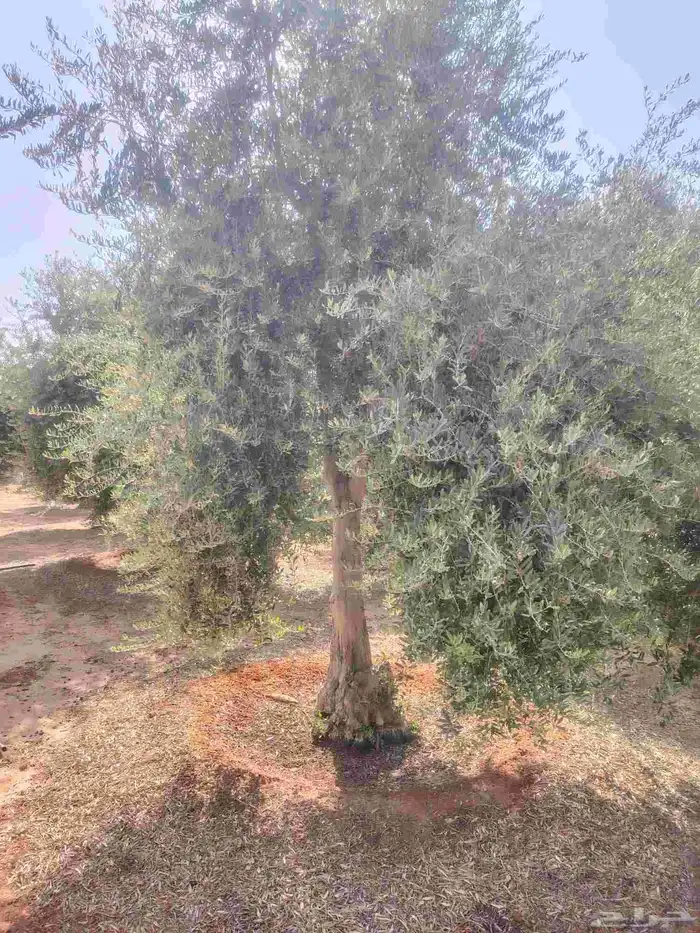 يوجد لدينا زيتون للبيع لتواصل 4