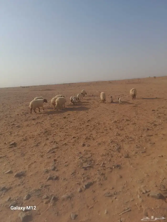 شياه مطافيل 0